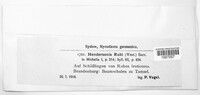 Discostroma corticola image